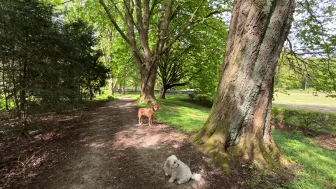 White Dog Exploring Amsterdamse Bos Forest With Trees and Natural Light Stock-Footage 336962003
