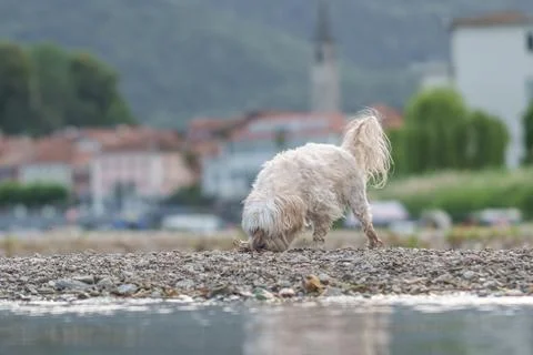 White dog exploring pebbly shore near town Stock Photos