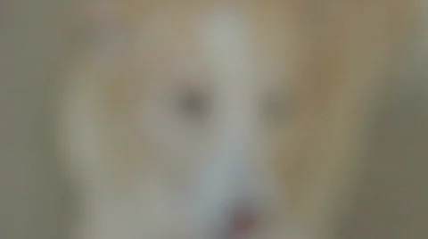 White Dog Stock Footage 846106