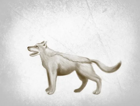 White dog Stock Footage 125171746