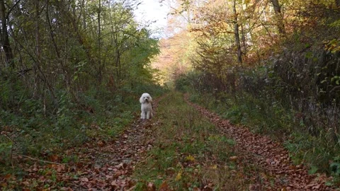 White dog Stockbeeldmateriaal 136459693