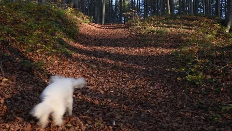 White dog Stockbeeldmateriaal 136459943