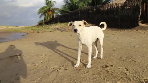 White dog Stock Footage 137250042