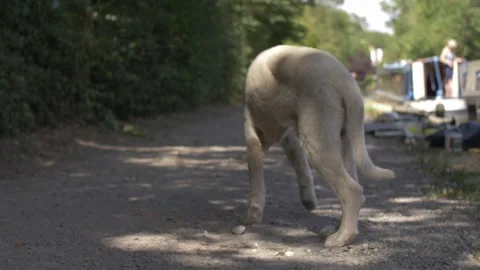 A white dog Stock Footage 300127855