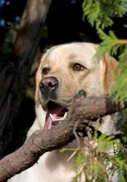White dog in forest Stock Photos