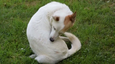 White dog on the grass bite himself for fleas Stock Footage 75934971