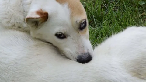 White dog on the grass bite himself for fleas Stock Footage 76104379
