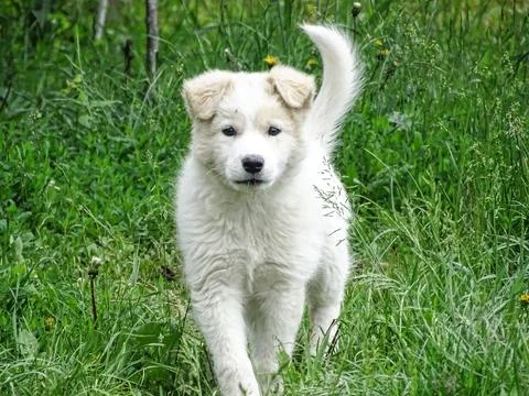 White dog in the grass 写真素材