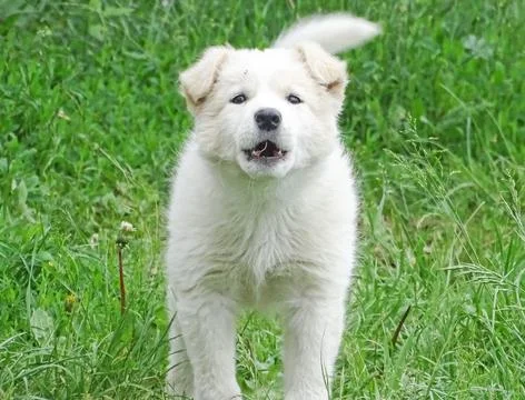 White dog in the grass Фото