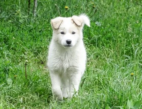 White dog in the grass 스톡 사진