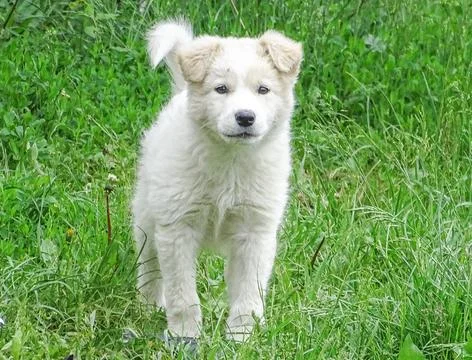 White dog in the grass Фото