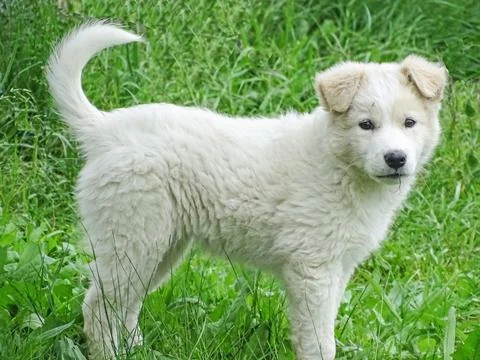 White dog in the grass 스톡 사진