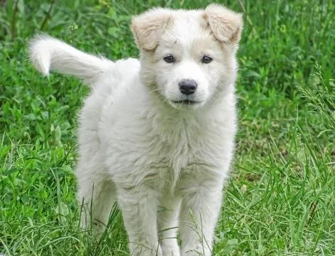 White dog in the grass Stock-Fotos