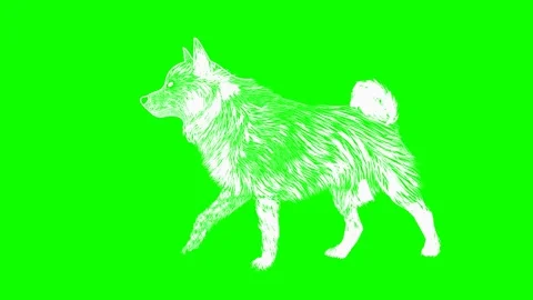 White dog green screen animation Stock Footage 173707585
