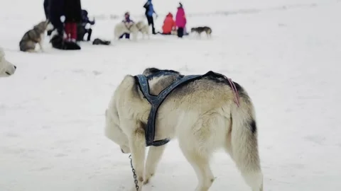 A white dog with a harness on its back is standing in the snow Video stock 271283579