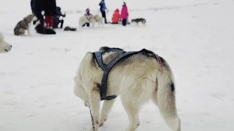 A white dog with a harness on its back is standing in the snow 스톡 동영상 273445206