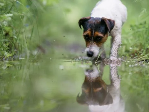 White dog Jack Russell Terrier chasing through woods and puddles among the trees Stock Photos