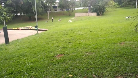 White dog jumping to catch object. Outdoor park.  Stock Footage 168932957