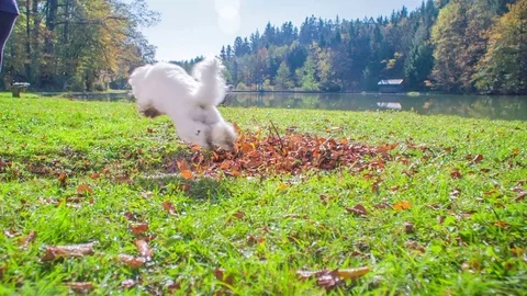 White dog is jumping over a puddle Stock Footage 83775968