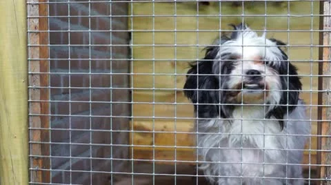 White dog in a kennel Stock Footage 10768206