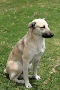 White Dog on a Lawn Stock Photos