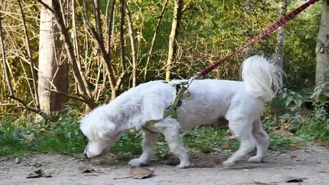 White dog with leash. Stock Footage 97872980