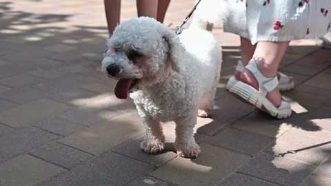 White dog on a leash stands on a paved surface next to people wearing light Stockbeeldmateriaal 337101201