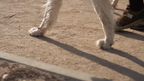 White dog legs walking with human feet on textured ground showing paws animal Stock Footage 345846101