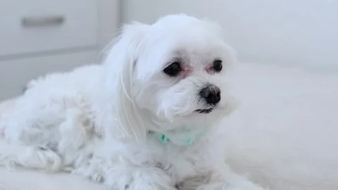 A white dog licks its nose. Stock Footage 270140030