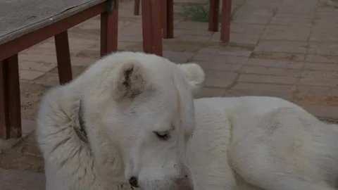 White dog lies close up Stock Footage 81014531