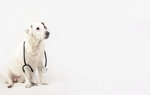 White dog on a light background with a stethoscope around his neck. Animal .. Stock Photos