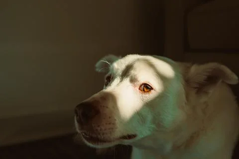 White dog with light shadow on face looks out of a window during afternoon .. 스톡 사진