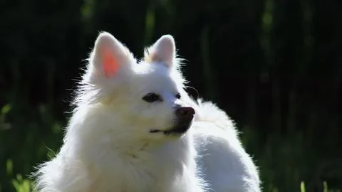 White Dog Looking Around Stock Photos