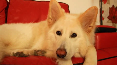 White dog looking at camera 스톡 동영상 39502572