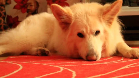 White dog looking at camera Stock-Footage 39502621