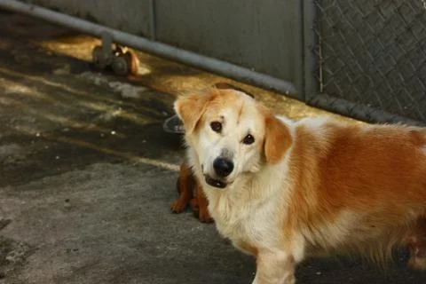 A white dog looking to camera in front of puppy Stock Photos