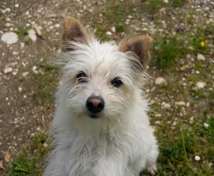 White dog looking in camera Stock Photos