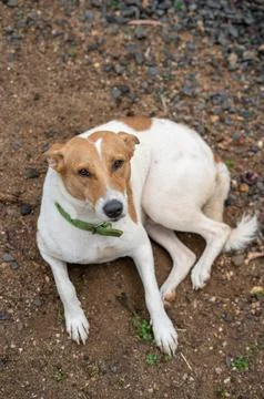 White dog looking on camera Stock Photos