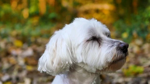 White dog is looking. Stock Footage 97870791