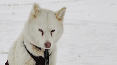 A white dog is looking out over a snowy field Stock Footage 274835608