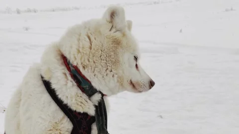 A white dog is looking out over a snowy field Stock Footage 282297894