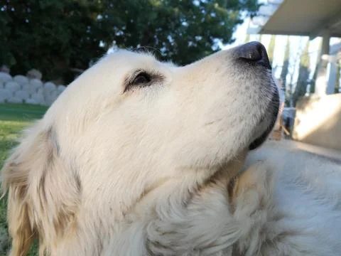 White Dog looking up 写真素材