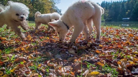 White dog is looking for something in the leaves Stock Footage 83776745