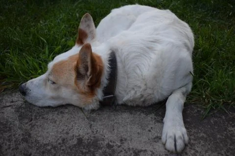 White dog lying and resting on the grass Foto stock