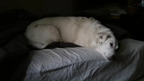 A white dog is lying in bed. Vidéo 281621863