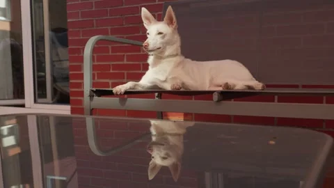 White dog lying on bench with reflection on glass table on balcony Stock Footage 342770917
