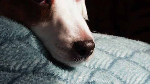 A white dog is lying on the couch. Close-up of the dog's face. Stock Footage 170617025