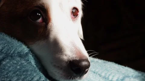 A white dog is lying on the couch. Close-up of the dog's face. Stock Footage 170617029