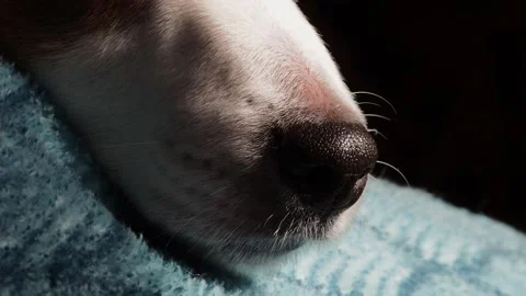 A white dog is lying on the couch. Close-up of the dog's face. Stock Footage 170617030