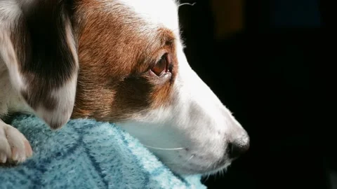 A white dog is lying on the couch. Close-up of the dog's face. Stock Footage 170617031
